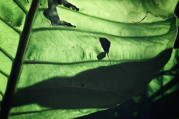 Belle Feuilles Tropicales Vertes — Photo