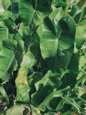 Yeşil tropik yaprakların güzelliği