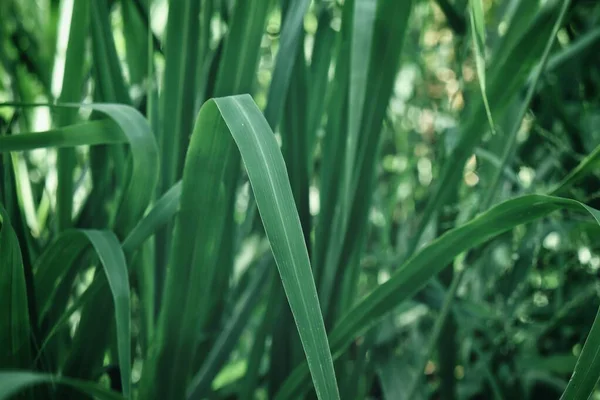 Hojas Vetiver Verde Fondo Textura — Foto de Stock