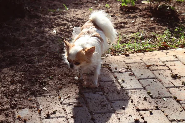 Lindo Perro Chihuahua Blanco — Foto de Stock