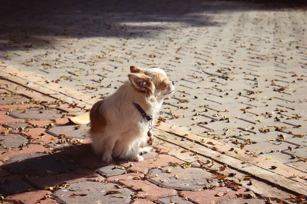 Söt Vit Chihuahua Hund — Stockfoto