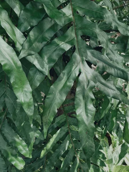 Krásné Kapradinové Tropické Listy — Stock fotografie
