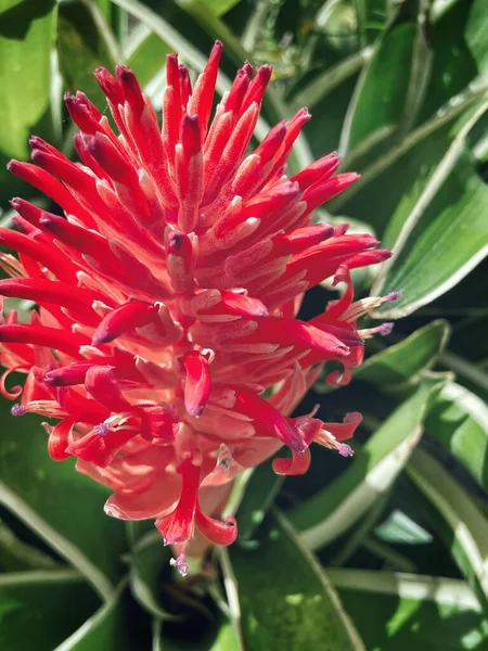 Beautiful Green Tropical Leaves Red Flower — Stock Photo, Image