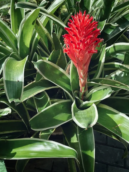 Mooi Van Groene Tropische Bladeren Rode Bloem — Stockfoto
