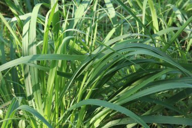 Arka plan veya doku yeşil vetiver bırakır