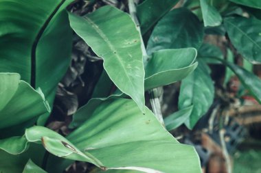 Yeşil tropik yaprakların güzelliği