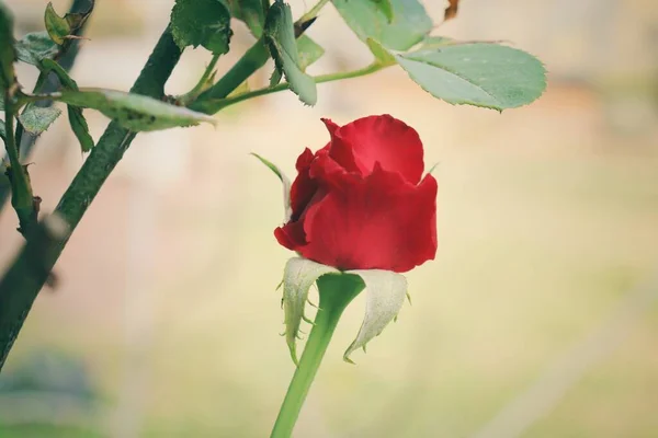 赤いバラの花の美しい — ストック写真