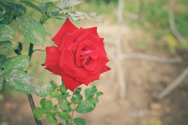 Piękny Kwiat Czerwonej Róży — Zdjęcie stockowe