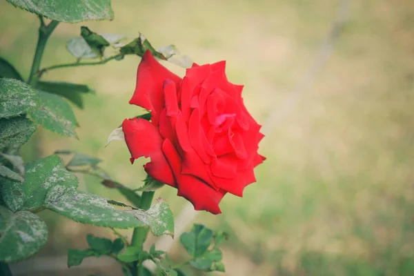 Frumoasă Floare Trandafir Roșu — Fotografie, imagine de stoc