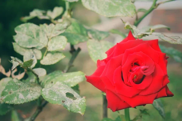 Hermosa Flor Rosa Roja — Foto de Stock