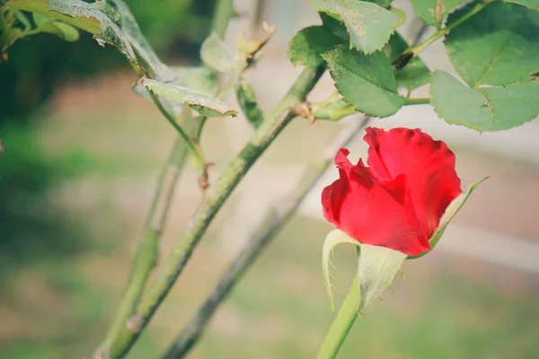 美丽的红玫瑰花 — 图库照片