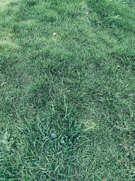 Grönt Gräs Lämnar Bakgrund Eller Textur — Stockfoto