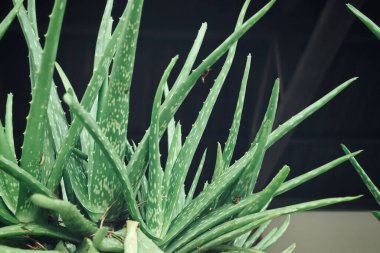 Siyah arkaplanda Aloe vera