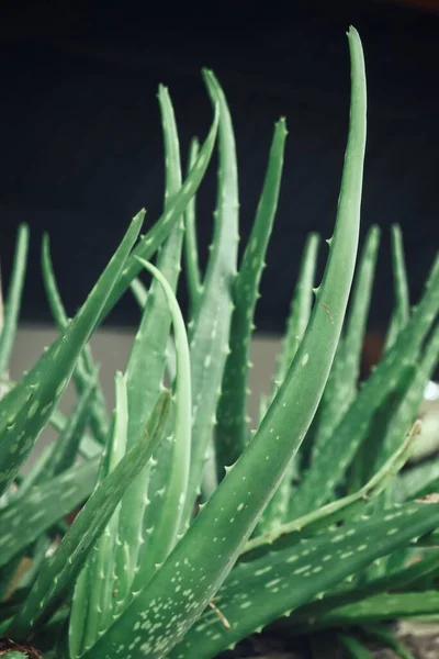 Aloe Vera Black Background — 图库照片