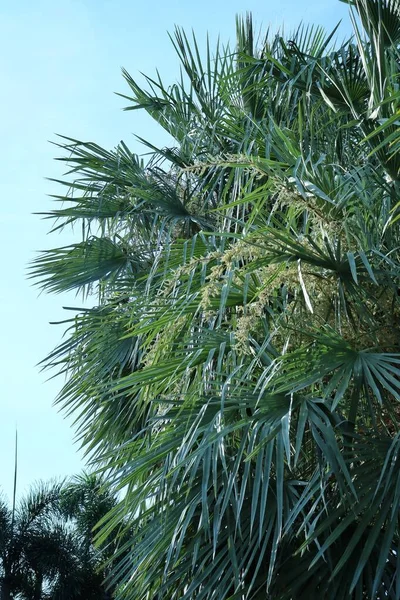 Beautiful Palm Tropical Leaves Blue Sky — Stok fotoğraf