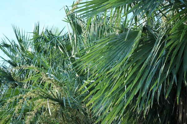 Прекрасные Пальмовые Тропические Листья Голубое Небо — стоковое фото