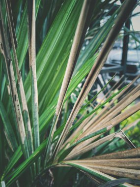 Güzel palm tropikal yaprak