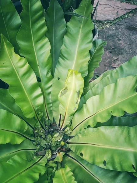 Eğreltiotu yapraklarının güzelliği