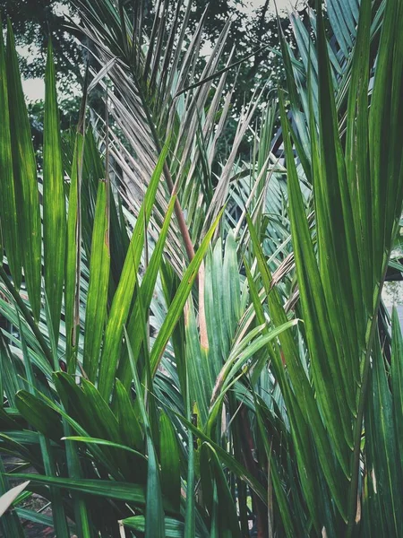 Bela Folhas Tropicais Palma — Fotografia de Stock