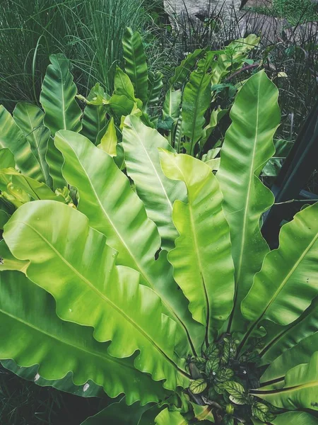 Prachtig Van Varens Tropische Bladeren — Stockfoto