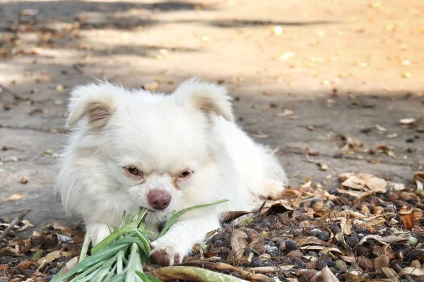 Dog Eating Green Vetiver Leaves — Fotografia de Stock