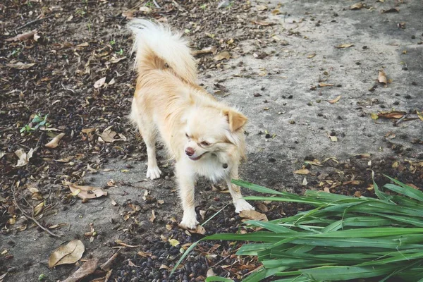 Dog Eating Green Vetiver Leaves — Stockfoto