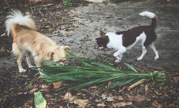 Dog Eating Green Vetiver Leaves — Zdjęcie stockowe