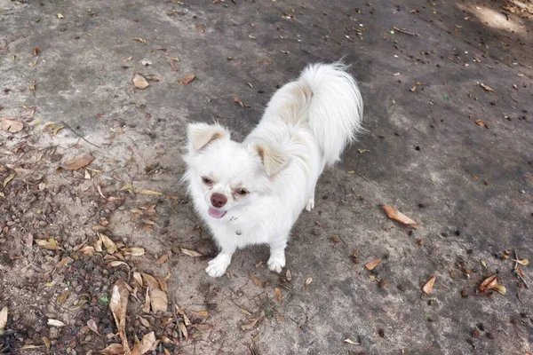 Cute White Dog Dried Leaves — ストック写真