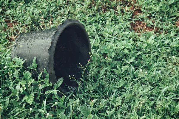 Plant Pot Green Grass Leave Background — Foto de Stock