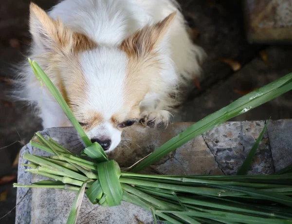 Dog eating green vetiver leaves
