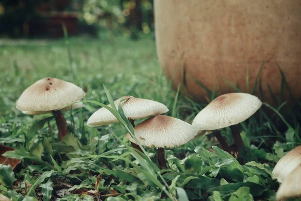 White Mushroom Soil Grass — Stock Photo, Image