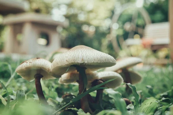 White Mushroom Soil Grass — Fotografia de Stock