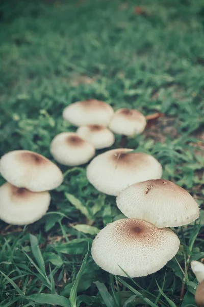 White Mushroom Soil Grass — Stock Photo, Image