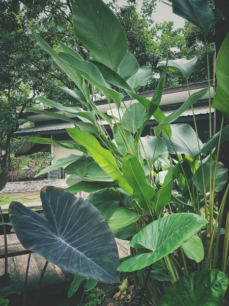 Beautiful Green Tropical Leaves Plant — 스톡 사진