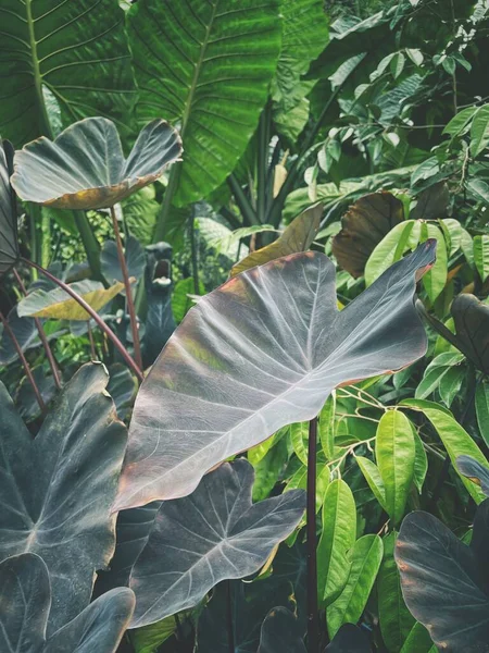 Yeşil tropikal yaprakların güzelliği 