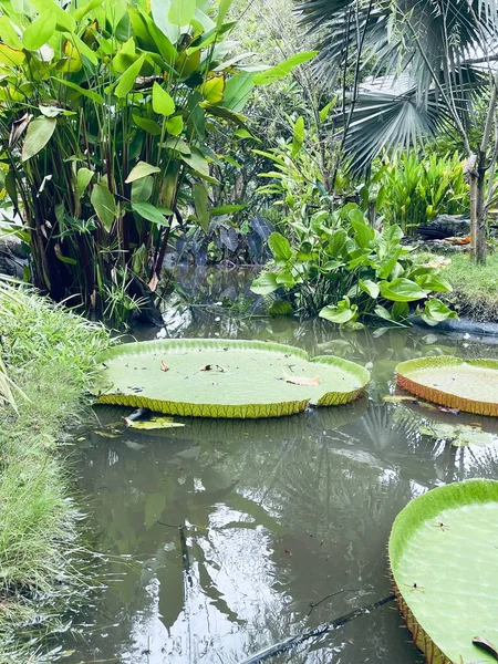 Beautiful Lotus Tropical Leaves Plant — стоковое фото
