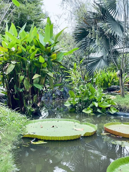 Beautiful Lotus Tropical Leaves Plant — Stockfoto