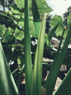 Yeşil tropikal yaprakların ve gölgelerin güzelliği