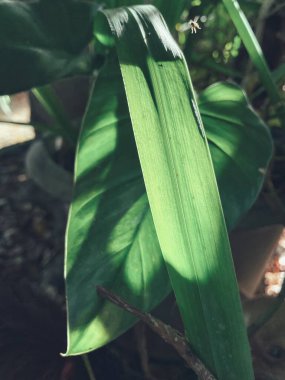 Yeşil tropikal yaprakların ve gölgelerin güzelliği