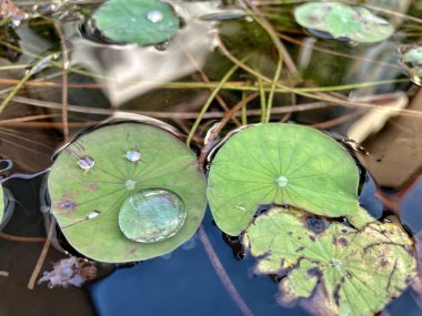 Beautiful of lotus tropical leaves and drop water