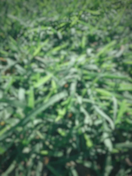 Blurred Freen Grass Leave Background Texture — Photo