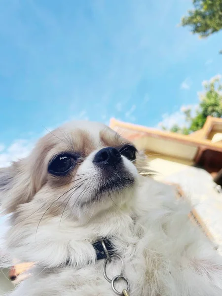 Мила Маленька Собака Чихуахуа — стокове фото