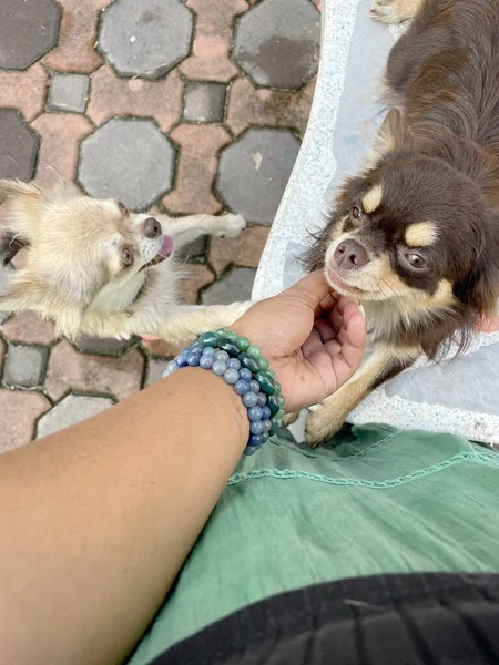 Selfie Small Chihuahua Dog Woman — Fotografia de Stock