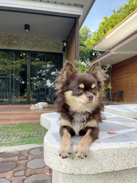 Cute Small Chihuahua Dog — 图库照片
