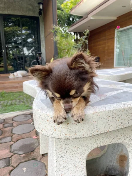 Cute Small Chihuahua Dog — 스톡 사진