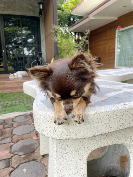 Cute Small Chihuahua Dog — Stock Photo, Image