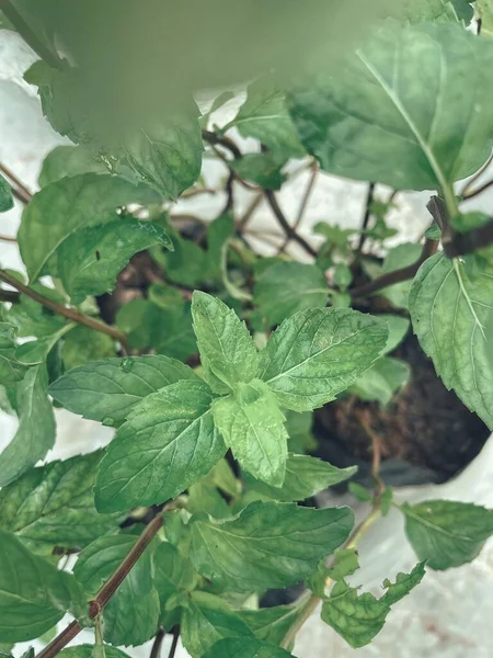 Close Green Mint Leaves Herb — Fotografia de Stock