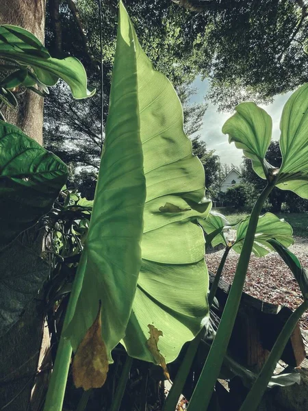 Beautiful of green tropical leaves and shadow