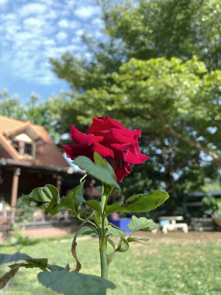 Hermosa Flor Rosa Roja — Foto de Stock