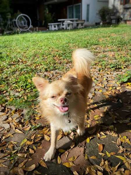 Cute Small Chihuahua Dog — Foto de Stock